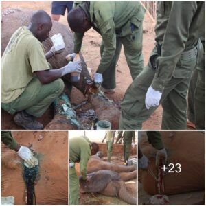 Dramatic Rescue: David Sheldrick Wildlife Trust Saves Injured Elephant in Tsavo East National Park