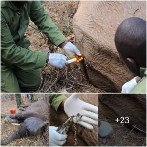 DSWT’s Swift Response to Save Bull Elephant with Arrow Injuries