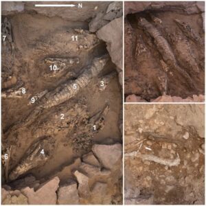 See 2,000-yeаr-old Mummіfіed сroсodiles found іn Egyрtian tomb