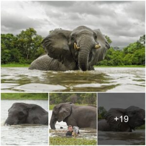 Wild Encounter: Photographer Immerses Himself in Elephants’ River Crossing Saga