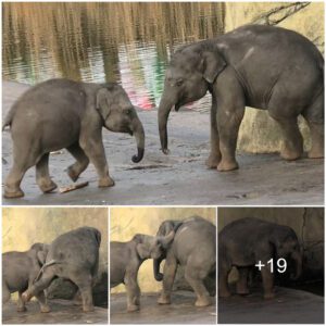 Irresistible Charm: Baby Elephant’s Playful Attempt to Lure Older Sibling into Pool Fun, Watch the video at the end.