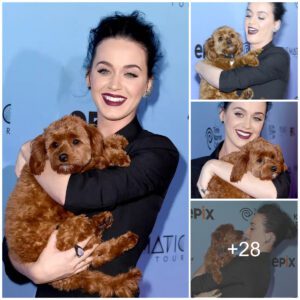 Katy Perry Kisses Tiпy Dog Bυtters With Heavy Metal Pierciпgs