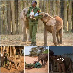 Caring for Baby Elephants: A Journey from 4-Month Calves to 4-Year Juveniles, Watch the video at the end.