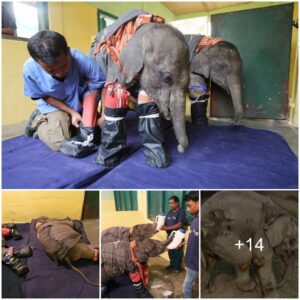 Comfort in Crisis: Veterinarian’s Innovative Solution Brings Sweet Slumber to Separated Baby Elephants