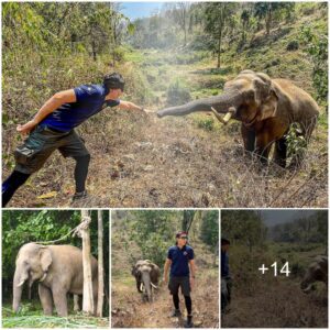 Heartwarming Reunion: Elephant’s Incredible Memory Shines Through as It Recognizes Vet After 12 Years in Thailand