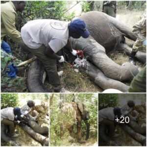 Rescuing a Lone Elephant: A Remarkable Encounter in Loldaiga Wildlife Conservancy