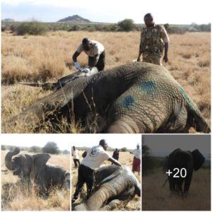 A Miraculous Rescue: Rehabilitating a Young Elephant with a Leg Fracture in Karisia Wildlife Conservancy