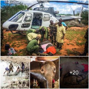 Dololo’s Daring Rescue: A Night of Courage and Compassion Unveils Hope for a Struggling Elephant