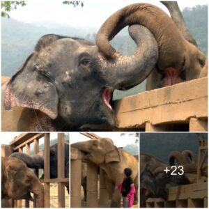 A Touching Reunion: Blind Elephant Rescued From Circus Finds Sanctuary Among New Herd