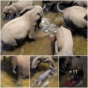 A Mother’s Miracle: Elephant Herd Guards Underwater Birth in Rare Wilderness Display