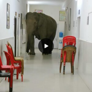 Surprise Visitors: Wild Elephants Take a Casual Stroll Through Bengal Army Hospital