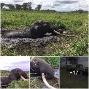 Elephant Extrication: A Heroic Rescue at Kimana Swamp Unfolds on a Remarkable Monday