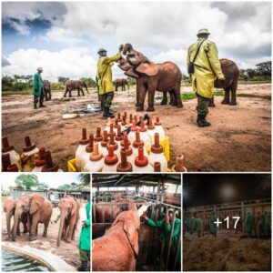 Heart-pounding Liberation: An Elephant Trio's Epic Odyssey to Freedom in Tsavo