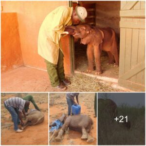 Vital rescue: Ensuring the health of a baby elephant facing hind leg challenges and compassion from helpers