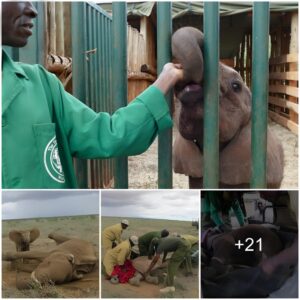 Tsavo Miracle: Koishi's extraordinary journey from tragedy to triumph with help from humans