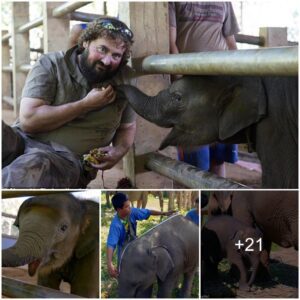 Triumph of Tenacity: Baby Elephant Defeats Lethal Virus with Unyielding Care, Guided by Dedicated Doctors at Thai Elephant Hospital