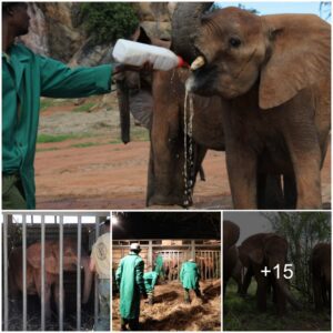 A Pivotal Journey: Three Elder Orphans Find New Home in Tsavo Wilderness, Eliciting Heartfelt Amazement from Caretakers!