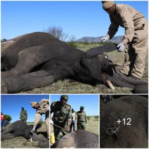 Dramatic rescue mission: Injured elephant saved in central Masai Mara by conservationists using tranquilizer bullets