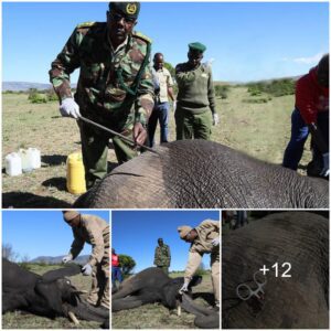 Dramatic Rescue Mission Unfolds: Injured Elephant Safeguarded in Central Masai Mara Through a Compassionate Intervention with Tranquilizer Bullets by Dedicated Conservationists