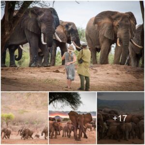 Heartwarming Resurgence: Elephants Take Center Stage in Ithumba, a Compelling Tale of Renewed Life in Tsavo