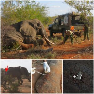 Survival Symphony: A Heroic Tale of an Elephant Confronting Dual Poaching Attacks, Capturing Hearts with Resilience