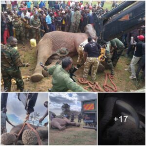 A Heroic Rescue Mission: Elephant Translocation Ensures Safety for All, Igniting a Story of Compassion and Protection