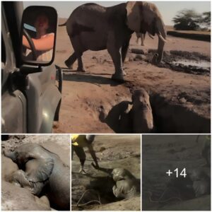 Miraculous Reunion: A Heartwarming Tale of Compassion Rescuing a Baby Elephant Trapped in a Well, Embraced in a Joyous Reunion with its Mother — A Grateful Thanks to the Heroes