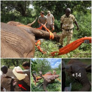 Miraculous Intervention: SWT/KWS Rescue Team Safeguards an Elephant from Poacher's Poison, a Testament to Compassion