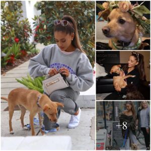 In A Recent Snapshot, Ariana Grande Playfully Reveals That Her Adorable Dog, Toulouse, Confidently Embraces A Fabulously Unique Identity.