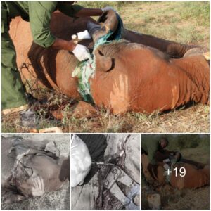 Triumph of Compassion: KWS Team Swiftly Frees Elephant from Agony of Wire Snare in Heroic Rescue Operation