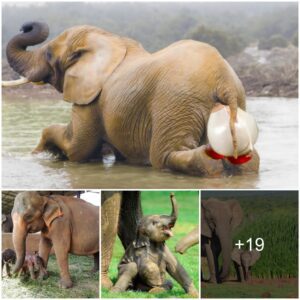 Revealing Wonders: The Astonishing Realm of Elephant Pregnancy Unraveled in a Mesmerizing Two-Year Odyssey