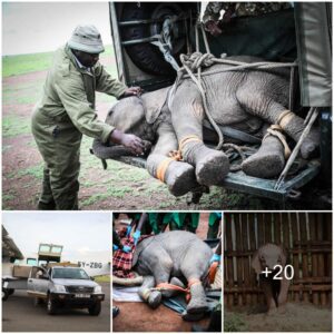 KWS Commands Naboisho Remarkable Resilience: A Heartening Tale of an Elephant Calf's Journey Amidst Adversity