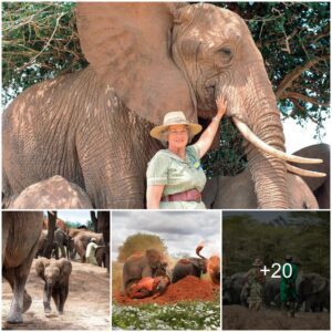 Miraculous Journeys: Orphaned Elephants Finding Hope and Leadership in the Wild, Guided by Human Compassion