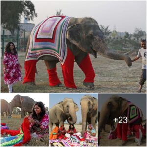 Heartwarming Threads: Villagers Handcraft Sweaters, Radiating Love to Comfort Rescued Elephants in India