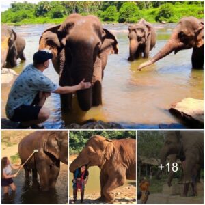 Elephant Haven: Nurturing Endearing Bonds Between Humans and Elephants in a Thriving Park