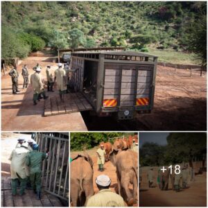 From Nursery to Wilderness: The Unforgettable Journey of Tagwa and Tamiyoi, Orphaned Elephants Joining the Herd at the Elephant Sanctuary