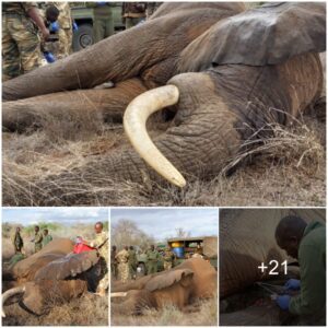 Heartbreak in Tsavo: A Heroic Saga to Save Iconic One-Tusked Elephant, Battling a Tragedy of Poisoned Arrow — A Stirring Tale of Courage and Compassion, Aided by the Extraordinary Efforts of SWT/KWS!