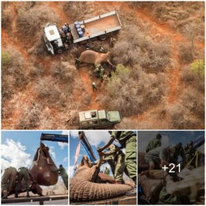 Rescuing Giants: A Symphony of Collaboration and Innovation Shields Elephants Amidst Human-Wildlife Conflict — A Compelling Tale of Protection, Propelled by the Dedicated Efforts of DSWT/KWS!