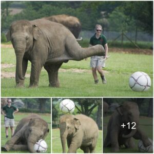 Elephant Wows the World: Showcasing Unbelievable Football Skills Beyond El Clásico! Prepare to Be Amazed by the Pachyderm Prodigy!