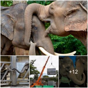 Heartwarming Elephant Reunion Elicits Tears of Joy at German Zoo — A Tale of Emotion and Connection