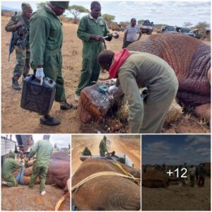 Rescuing a Troublesome Giant: The Mobile Vet Unit's Heroic Mission to Heal and Relocate an Injured Elephant — A Compelling Saga Supported by the Remarkable Efforts of SWT/KWS