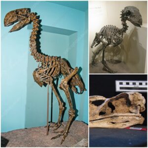 Amazing Find: 4 foot tall “Terror Bird” fossil and the first known fossilized footprints discovered in Argentina.