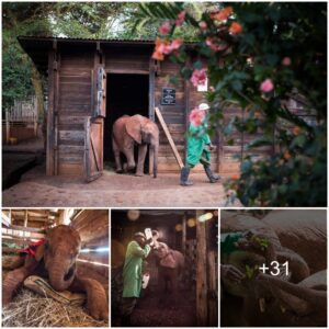 Wild Wonders: Exploring the Daily Lives of Nairobi’s Elephant Orphans — A Fascinating Glimpse into Their Remarkable World