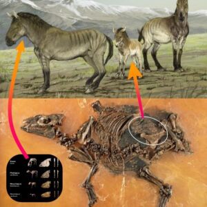 Fossil of unborn 'horse' is discovered still INSIDE the womb 48 million years after mother died before giving birth