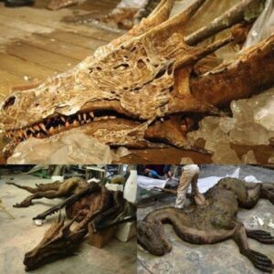 Archaeological marvel: Superb dragon fossil unearthed in China leaves specialists surprised