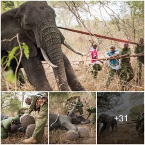 Wilderness Heroics: Umani Springs Team Rescues Injured Bull Elephant with KWS Support — A Tale of Compassion and Collaboration in the Heart of the Wild