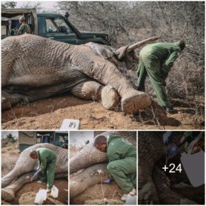 Harmony Restored: The Resilient Journey of an Majestic Elephant and the Compassionate Efforts of SWT/KWS Rescue Team