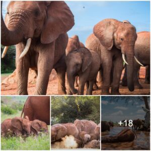 Generations United in Jubilation: Tsavo’s Elephants Embark on a Joyful Holiday Homecoming