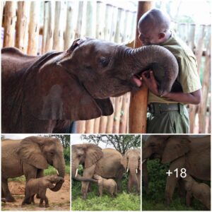 Kilabasi's Resilience: Transforming from Poaching Tragedy to Empowered Elephant Maternity