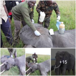 Heartwarming Reunion: SWT/KWS Mara Veterinary Team Swiftly Rescues Elephant Mother with Arrow in Ear